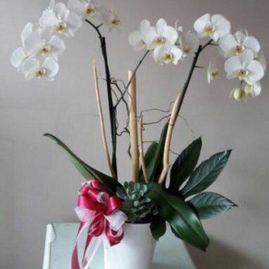 Orquídea Blanca 2 Varas