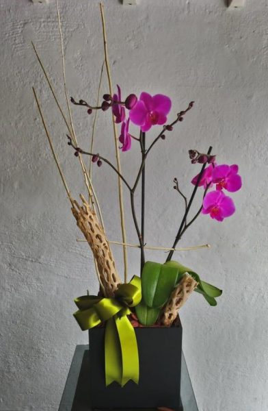 Orquídea Rosa Claro