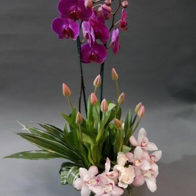 Arreglo con Orquideas, tulipanes y más orquídeas