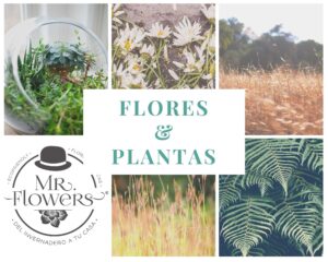 Plantas y Flores