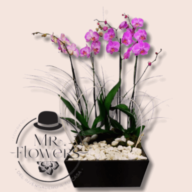 Arreglo Floral con 3 Orquídeas
