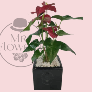 Arreglos para Hombres de Cumpleaños 4 Flores a domicilio -Anturio Rojo 2