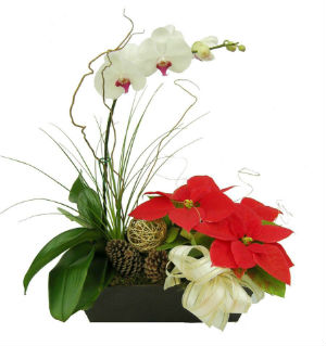 Arreglo Floral con Orquídea y Nochebuena