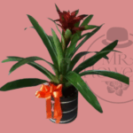 Bromelia Roja