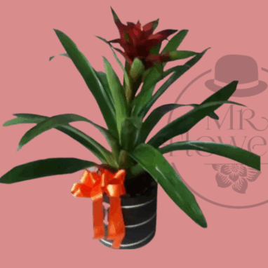 Arreglos para Hombres de Cumpleaños 16 Flores a domicilio -Bromelia Roja 1