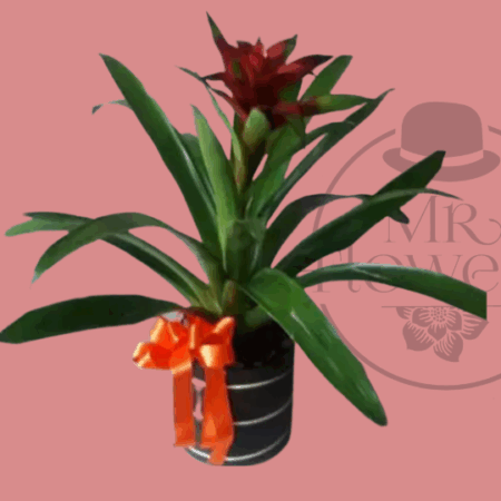 Bromelia-Roja-1.png Bromelia Roja - Image 1