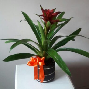 Arreglos para Hombres de Cumpleaños 17 Flores a domicilio -Bromelia Roja