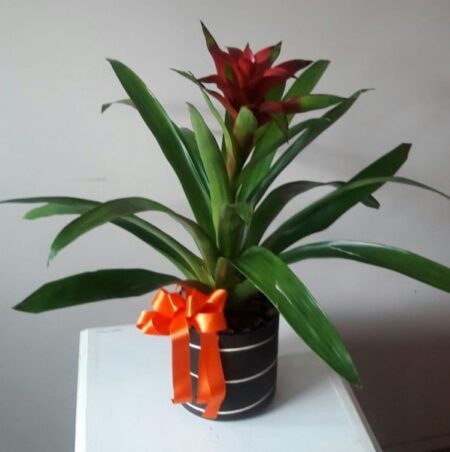 Bromelia Roja - Image 2