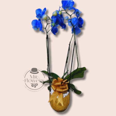 Orquídea Azul Doble - Image 1