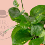 Green Espacio Eco - Image 2