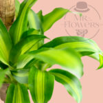 Green Palo de Brasil - Image 2