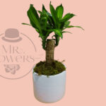 Green Palo de Brasil