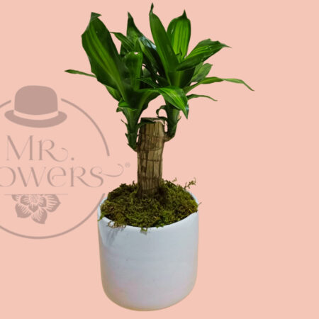 Green Palo de Brasil - Image 1