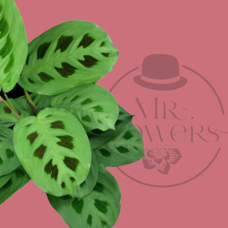 Green Plant Eco - Image 2