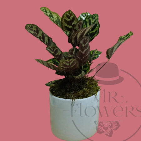 Green Plant Eco - Image 1