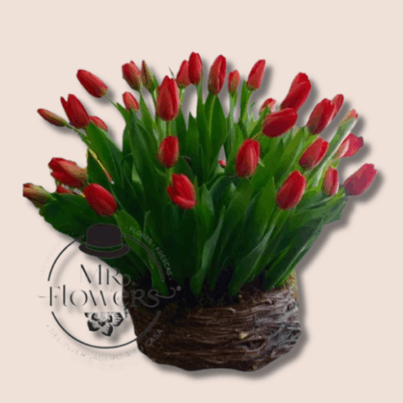 Nido-con-40-Tulipanes.png Nido con 40 Tulipanes - Image 1