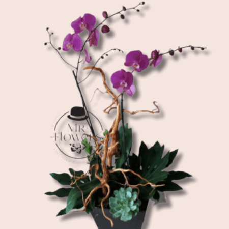 Orquídea Phalenopsis con Raíz - Image 1