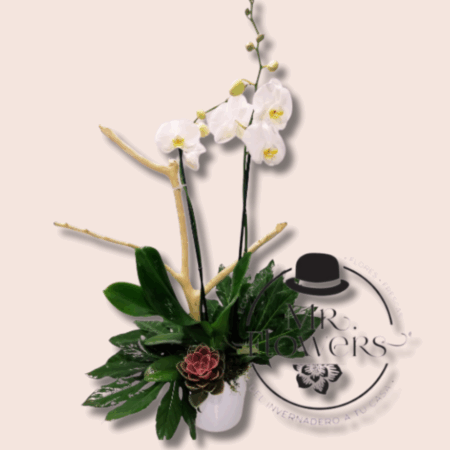 Orquídea Blanca 2 Varas - Image 1
