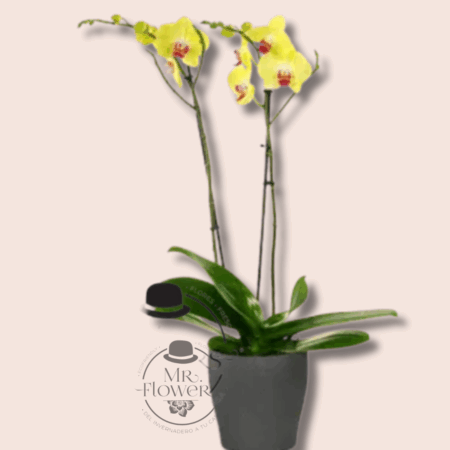 Orquídea Amarilla - Image 1