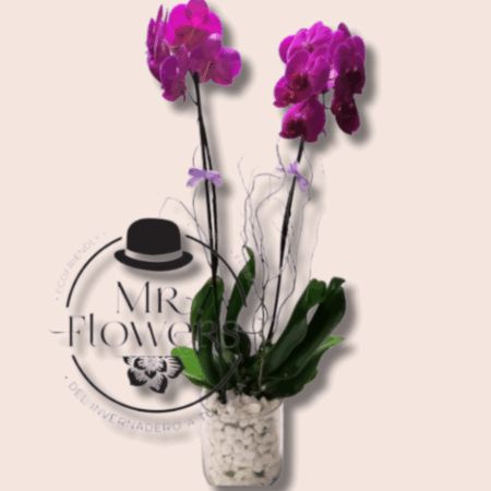 Orquídea Doble en Maceta - Image 1