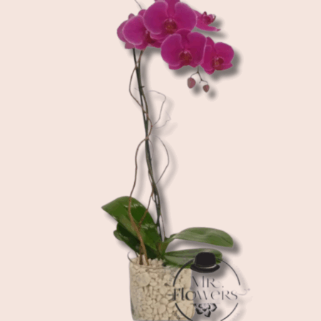 Orquidea-de-un-Tallo-1.png Orquídea de un Tallo - Image 1