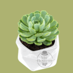 Suculenta con Base