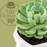 Suculenta con Base - Image 2