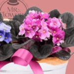 Violetas Africanas - Image 2