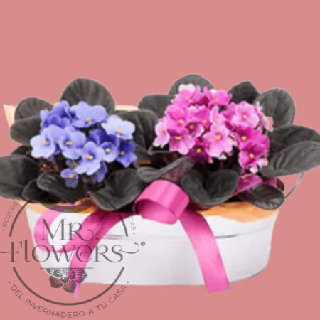 Violetas-Africanas-1.jpg Violetas Africanas - Image 1